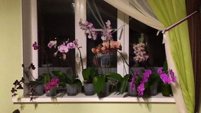 ПОЛИВ ОРХИДЕЙ МОКРЫЕ ПЯТОЧКИ на ХОЛОДНЫХ ОКНАХ 3 главных условия
