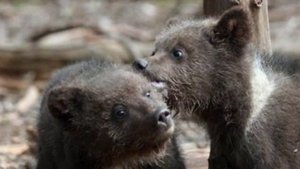 Олег Анофриев Про Осу