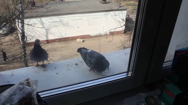 Керхер смотреть онлайн