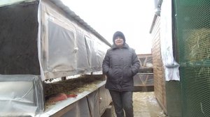 Срок беременности крольчихи 38 дней