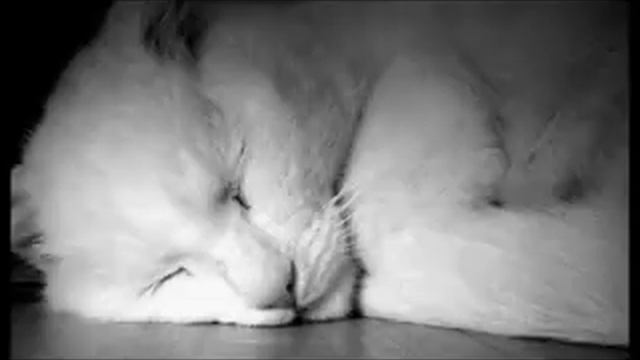 Flёur - Тёплые коты
