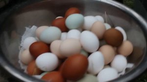 СТОЛЬКО ЯИЦ НЕ ОДНИ КУРЫ  НЕ НЕСУТ . ЛЕГГОРН ЛУЧШАЯ В МИРЕ НЕСУШКА.