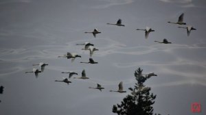 Из жития преподобного Симеона Столпника