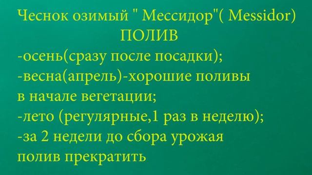 ЧЕСНОК   ОЗИМЫЙ .Агротехника выращивания: от посадки до сбора.Особенности сорта "МЕССИДОР".