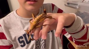 Палочники Маклея и Вьетнамские палочники