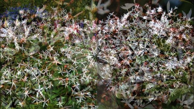 Красивое декоративное растение, похожее на ажурное белое облако из цветов! смотреть онлайн