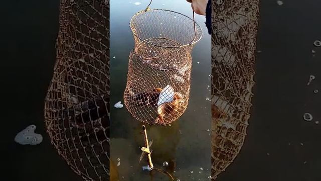 Настальгия по летней рыбалки. Алтайский край река Чумыш.