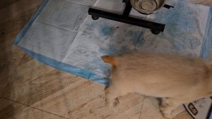 собака плафон после купирования хвоста