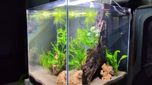 Аквариум куб. 7 дней после запуска.