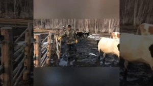 Саха ына5а / Якутская корова / ГКП РС (Я) Якутский скот, переезд на летник, отделение «Куллэги»