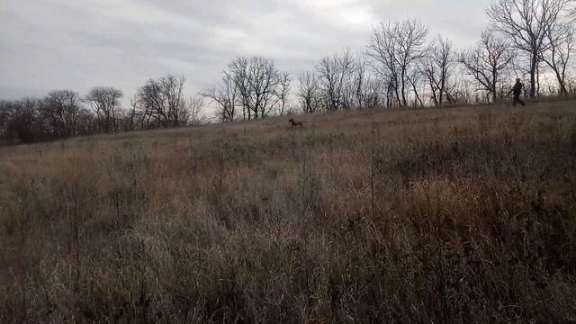 питомник ALEKSTIANA смотреть онлайн