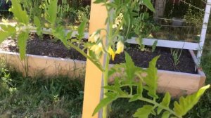 Высокорослые помидоры / Индетерминантные томаты / Пасынкование / Формирование куста