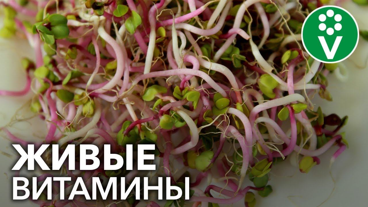 Проростки - ВИТАМИННАЯ БОМБА зимой. Готовим своими руками