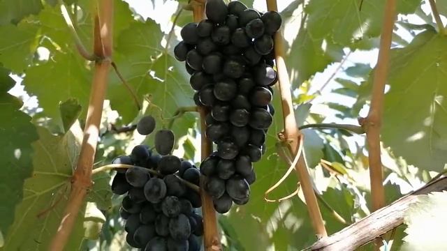 Морозоустойчивые сорта винограда : Клубничный,Изумление,Ютал,Барсум,Леди Патриция ... смотреть онлайн