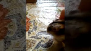 Морковные чипсы своими руками!