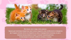 Как определить возраст кошки  4 способа How to determine the age of a cat  Як визначити вік кішки