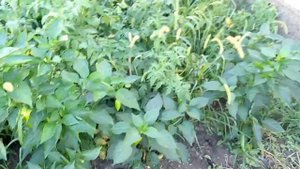 Сладкий перец Золотое чудо