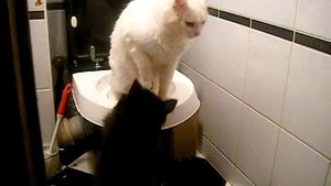 туалет тренажер для кота, как приучить кота к унитазу часть 2 toilet trainer for cat part 2