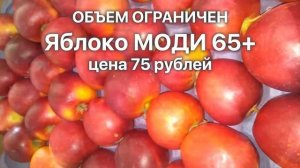 Моди 65+ / Яблоки оптом. РостАгроЭкспорт
