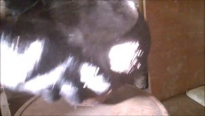 Поиск клада в заброшенных домах. Дмитрий Cафонов ищет клад с  Minelab GO-FIND 66