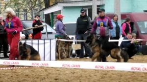 МОЛОДЫЕ КОБЕЛИ Д_Ш ринг _ RussianSiegerZuchtSchau 2013