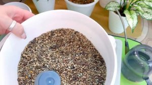 Лечуза и фитиль! Посадим Аглаонему и Алоказию