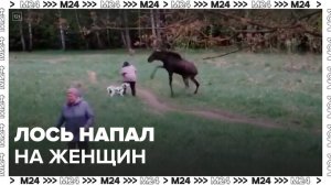 Лось напал на двух женщин в парке "Лосиный остров" - Москва 24