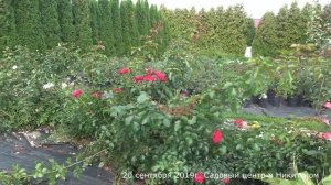 Обзор розы Колоссаль Мейдиланд (Парковая) - Colossal Meidiland (Meilland, 2009)