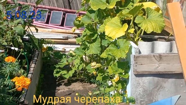 ОБЗОР ДАЧИ В ЗАБАЙКАЛЬСКОМ КРАЕ. 5.08.23г. смотреть онлайн