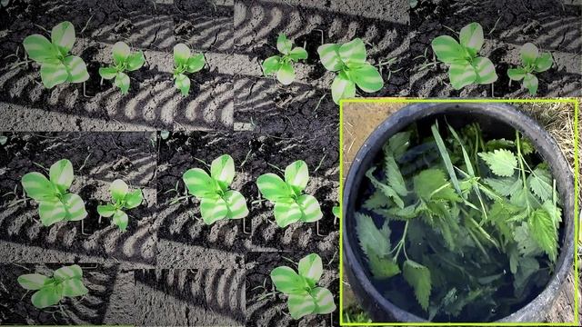 Овощные бобы выращивание. смотреть онлайн