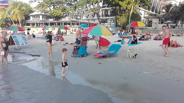 Собака на SUP, Ката, Пхукет смотреть онлайн