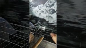 Разведение перепелов в квартире.