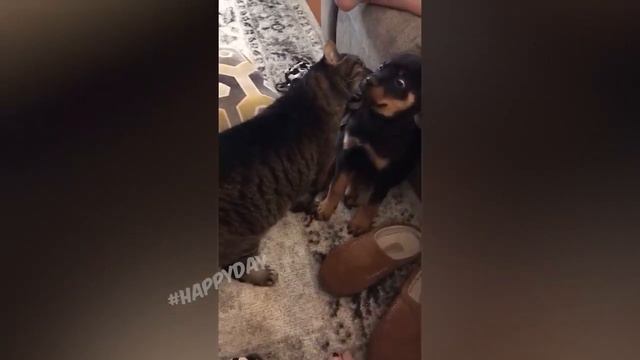 Приколы с животными/лучшие приколы/приколы с котами/очень смешные животные смотреть онлайн