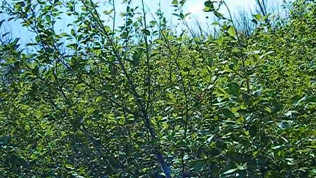 САМАРА.Пение птиц на даче скачать бесплатно 2 часть смотреть онлайн