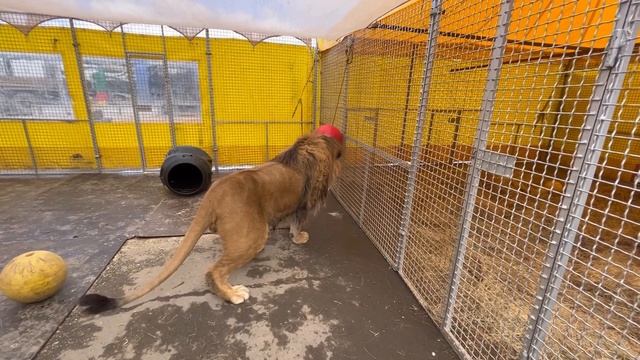 как обустроился Гром в Волгограде смотреть онлайн