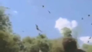 Дикие звери против людей, жесть