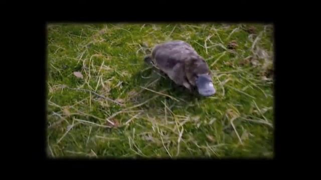 утконос идет смотреть онлайн