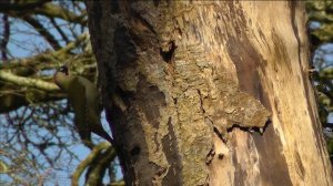 Green Woodpecker and Great Spotted Woodpecker : Birds Nest Building