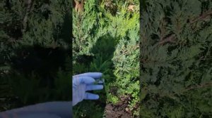 Быстро растущие хвойники в моем дворе