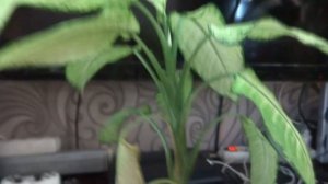 Цветы в моем доме. Комнатные растения. Обновляем и укореняем диффенбахию.