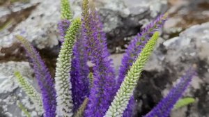 Вероника колосистая