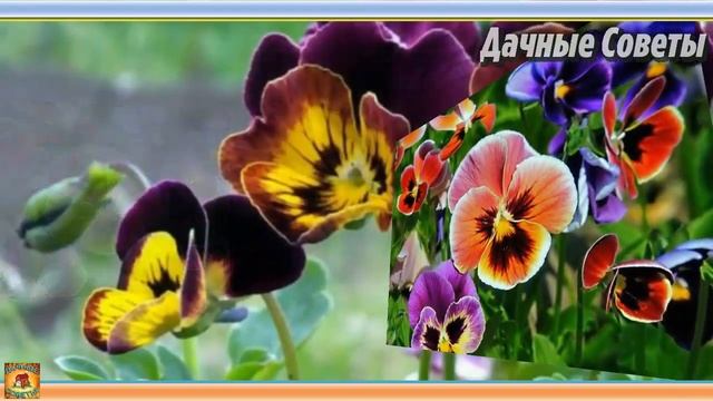 Что посеять в феврале Самые популярные цветочные культуры которые сеют на рассаду в феврале