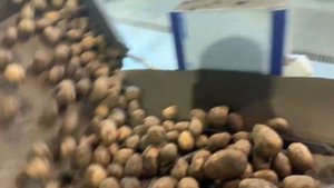 Сухая очистка картофеля с агрегатом МСО-16. Установлены дополнительные прижимные щетки.