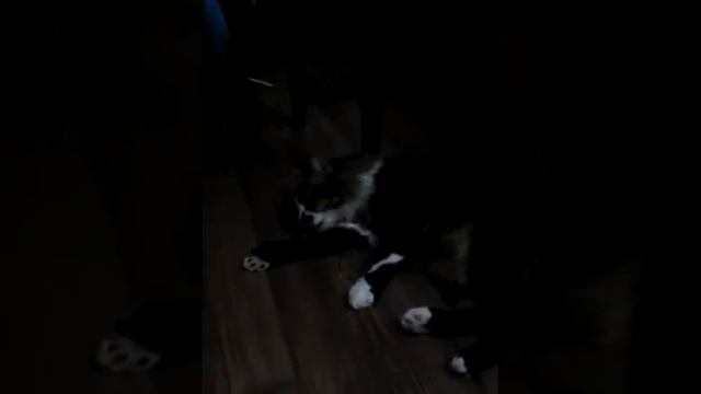 съел таблетку валерьянки смотреть онлайн