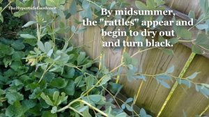 Rattleweed or Rattlebush - Baptisia australis -  Blue False Indigo Plant