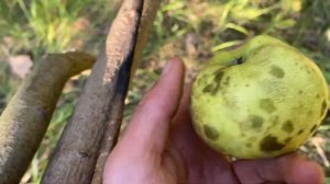 36 ЧАСОВ В ЛЕСУ - БЕЗ ЕДЫ И ВОДЫ! \ ВЫЖИВАНИЕ!