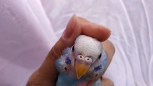 Определяем пол волнистого попугайчика