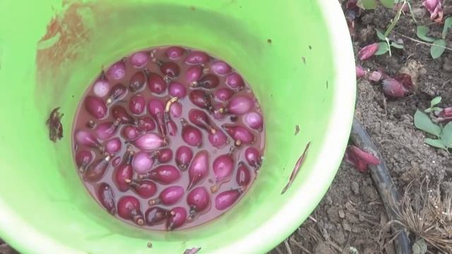 КАК ПОСАДИТЬ ЛУК НА РЕПКУ. НОВЫЙ МЕТОД смотреть онлайн