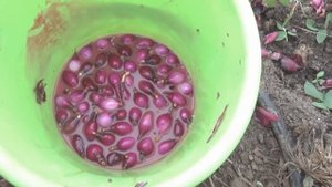 КАК ПОСАДИТЬ ЛУК НА РЕПКУ. НОВЫЙ МЕТОД