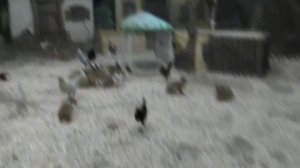 Путешествие  в страну зверей